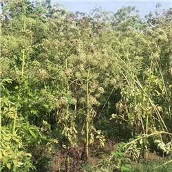 白芷种子