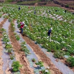 江西牡丹种植客户